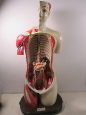 Vintage Clay Adams Medical Anatomical Model Manikin Full Size Male Torso Japan picture