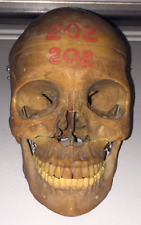 Vintage Medical Plastics Lab anatomical skull model moveable parts dentistry picture