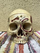 [SUPER RARE] Vintage Authentic Anatomical Medical Demonstrative Human Skull picture