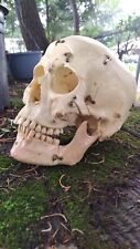 Vintage Medical Grade Human Skull picture