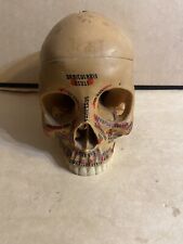 Antique Vintage Human Skull Anatomical Model  picture