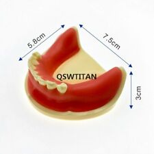 Dental Implant Practice Dental Study Teeth Model Dental Teaching Resources picture