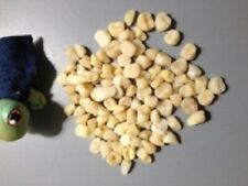 BAG OF 50 LOOSE TEETH OF DIFFERENT SIZES AND SHADES picture